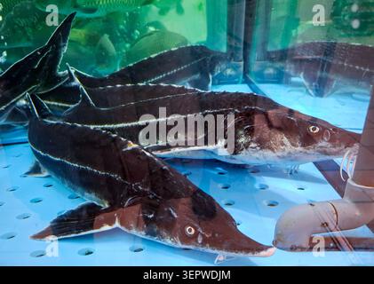 Les esturgeons vivants nagent dans un aquarium bleu clair situé dans un marché de fruits de mer. Le cadre est lumineux avec un accent sur les poissons dans leur habitat. Banque D'Images