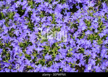 Gros plan macro de délicats pétales de lobelia bleus et violets fleurissant au printemps Banque D'Images