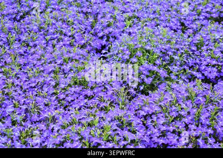 Dense lit de fleurs de lobelia violettes en fleurs créant un tapis floral vibrant dans un jardin Banque D'Images