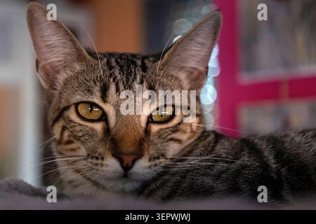 Chat Tabby avec les yeux jaunes regardant directement Banque D'Images