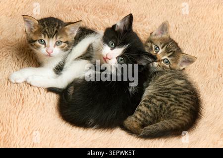 Trois petits chatons regardant la caméra. Portrait de chatons. Banque D'Images