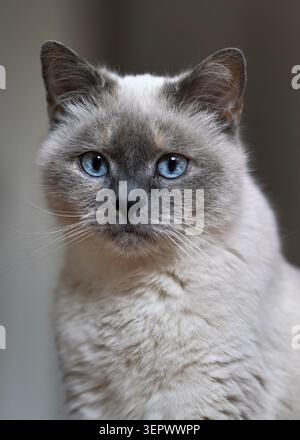 Chat gris plus ancien avec yeux bleu perçant, détail gros plan Banque D'Images