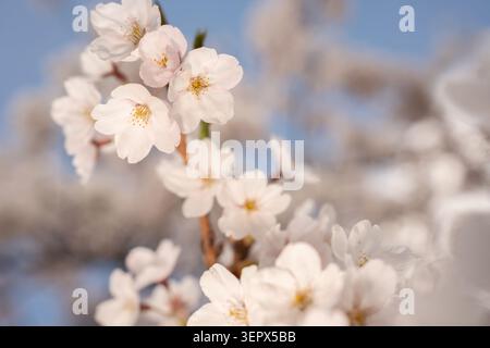 gros plan de délicates fleurs de cerisier rose pâle (sakura) sur une branche ensoleillée contre un ciel bleu doux, avec pétales crémeux, étamines dorées, bo doux Banque D'Images