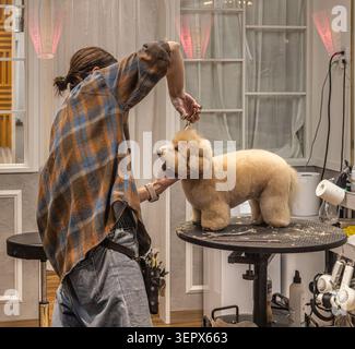Un toiletteur coupe le pelage d'un caniche toy abricot avec des ciseaux sur une table de toilettage dans un salon à Tokyo, Japon. Banque D'Images