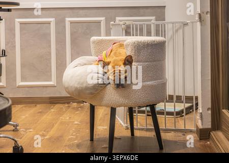 Bulldogge fawn portant un pull coloré dort drapé sur une chaise rembourrée dans un salon pour animaux à Tokyo, Japon. Banque D'Images