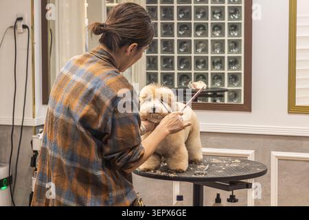 Un toiletteur coupe un caniche toy abricot avec des ciseaux sur une table de toilettage dans un salon à Tokyo, Japon. Banque D'Images