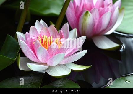 Gros plan de belles fleurs de nénuphars roses fleurissant sereinement sur un petit étang Banque D'Images