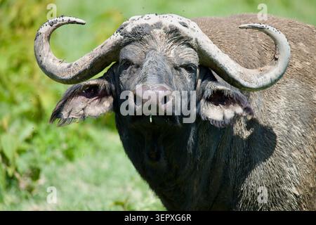 Portrait d'un buffle du Cap dans l'habitat de savane africaine. En tant que l'un des cinq grands d'Afrique, il est connu pour ses cornes courbes distinctives et sa construction puissante. Banque D'Images