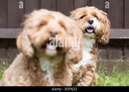 Deux chiens Cavapoo souriants et joyeux jouant dans le jardin avec la mise au point sélective et la profondeur de champ peu profonde Banque D'Images
