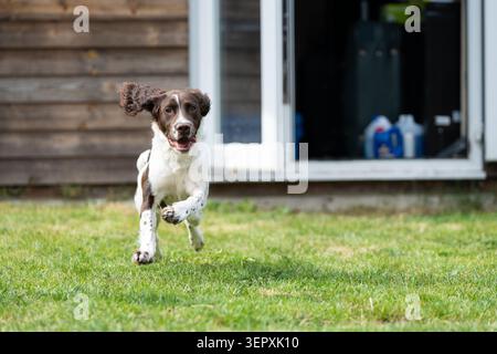 Jeune Springer Spaniel courant à travers une pelouse de jardin avec un hangar en arrière-plan Banque D'Images