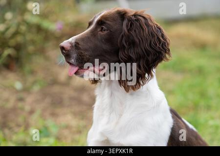 Portrait d'un Springer Spaniel Dog anglais regardant sur le côté pendant que le samedi dehors un jour de printemps Banque D'Images