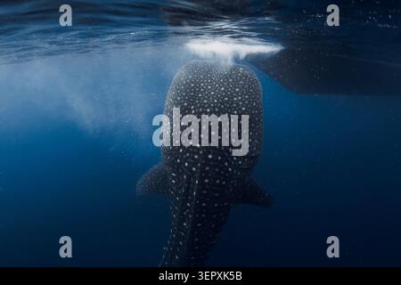 Vue sous-marine du requin baleine nageant sous la surface de l'océan dans l'eau bleue, alimentation des requins Banque D'Images