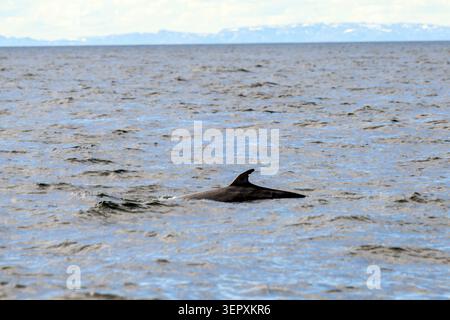 Petit rorqual commun (Balaenoptera acutorostrata) au large de Kiberg (péninsule de Varanger, Finnmark), nord de la Norvège. Banque D'Images