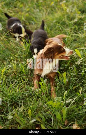 Trois chiens courent à travers un champ d'herbe Banque D'Images