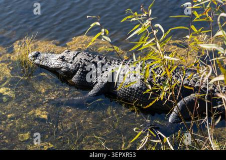 Un alligator américain (Alligator mississippiensis) dans le marais du parc national des Everglades en Floride, États-Unis. Banque D'Images