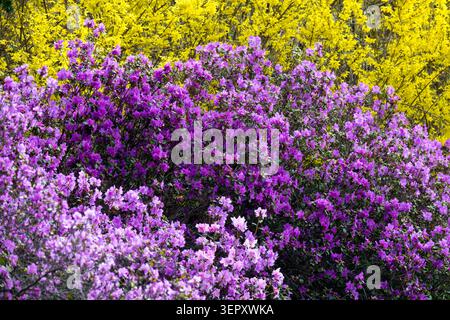 Fleurs violettes de Rhododendron daurien, Rhododendron dauricum et fleurs jaunes de Forsythia dans un jardin de printemps Banque D'Images