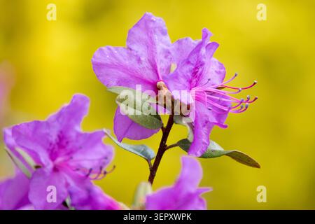 Détail de fleur violette de Rhododendron Daurien, Rhododendron dauricum sur un fond jaune flou dans un jardin de printemps Banque D'Images