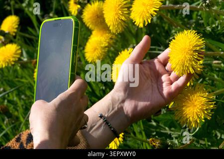 Mains de femme prenant une photo de fleurs jaunes de pissenlit Taraxacum officinale avec un smartphone dans un jardin de printemps Banque D'Images