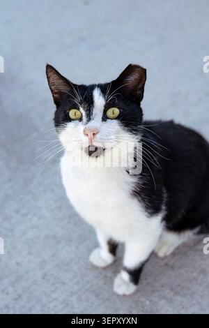 Chat errant regardant dans la caméra, Perdika, Île d'Egine, Îles Saroniques, Grèce Banque D'Images