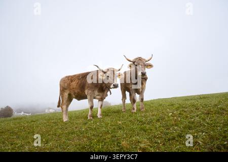Deux vaches alpines debout sur une colline herbeuse lors d'un matin d'automne brumeux dans les Dolomites. Paysage rural de montagne avec bétail de pâturage et brume Banque D'Images