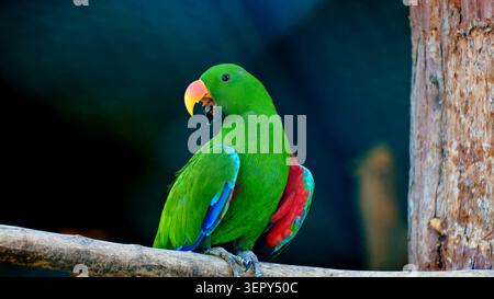 Perroquet Eclectus mâle vibrant perché sur une branche d'arbre Banque D'Images