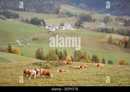 Les vaches paissent dans les prairies vallonnées près de Chiesa di Santa Maddalena dans le Val di Funes. Paysage rural d'automne dans le Tyrol du Sud avec des pâturages alpins traditionnels Banque D'Images