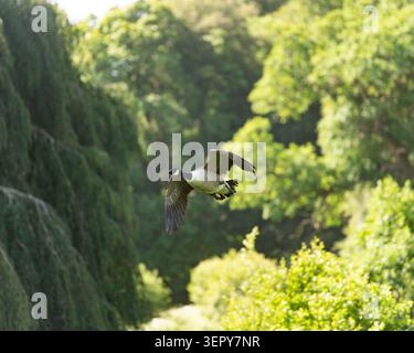 Canada Goose en vol Banque D'Images
