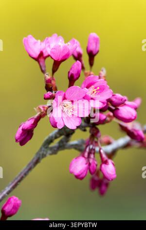 Détail de fleurs roses et de bourgeons de Cherry Prunus 'Collingwood Ingram' en fleurs sur un fond jaune flou dans un printemps Banque D'Images