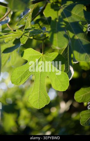 Feuille de vigne lumineuse rétroéclairée. Tôt le matin ensoleillé derrière une jeune feuille de vigne montrant toutes les veines. Symbole de modestie. Banque D'Images