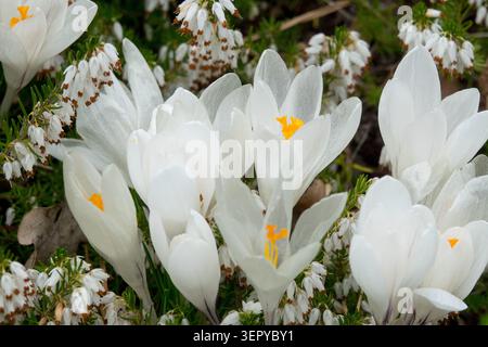 Fleurs blanches de Crocus vernus de printemps 'Jeanne d'Arc' fleurissant à travers la Heath d'hiver blanche Erica carnea 'Springwood White' dans le jardin Banque D'Images