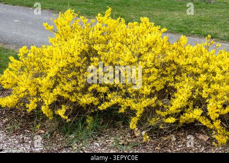 Fleurs jaunes de bordure prostrée naine Forsythia Forsythia × intermedia 'Maree d'Or' comme couvre-sol fleuri sur un lit de jardin au printemps, Banque D'Images