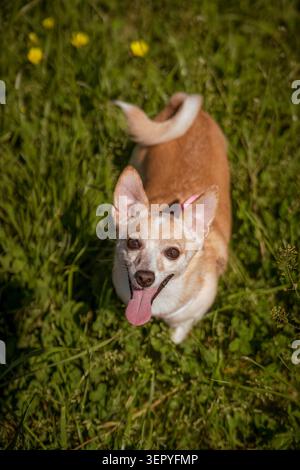Vue en grand angle d'un petit chien chihuahua Mixé heureux regardant la caméra avec sa langue dans un champ d'herbe verte par une journée ensoleillée. Banque D'Images