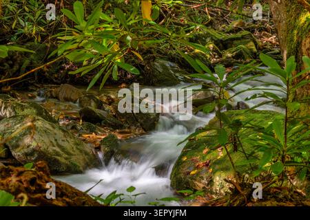 Gros plan d'un petit ruisseau coulant sur des rochers dans le parc d'État Lamar Alexander dans le Tennessee. Banque D'Images