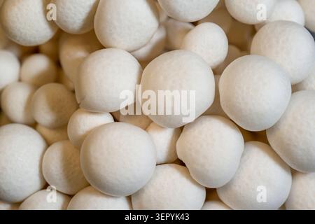 Gros plan macro extrême de chapeaux de champignons de hêtre blancs créant une texture organique sans couture Banque D'Images