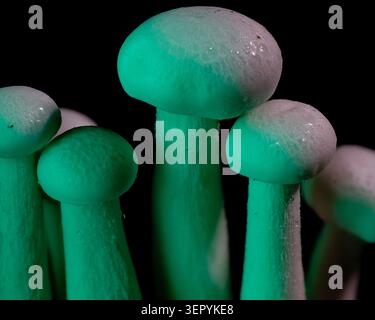 Macro photo artistique de champignons blancs illuminés d'un néon vert créatif sur fond noir. Banque D'Images