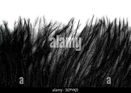 Texture macro à contraste élevé de frange de plumes d'autruche moelleuse noire sur un fond blanc. Banque D'Images