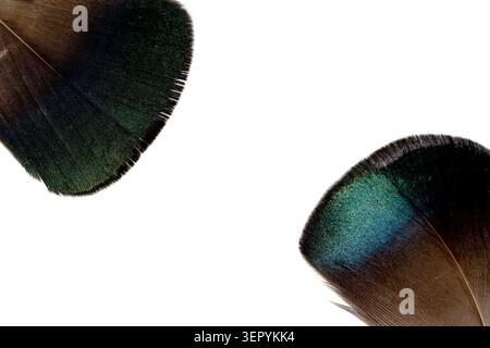 Deux plumes d'oiseau irisées vertes et brunes isolées sur fond blanc éclatant avec espace de copie. Banque D'Images