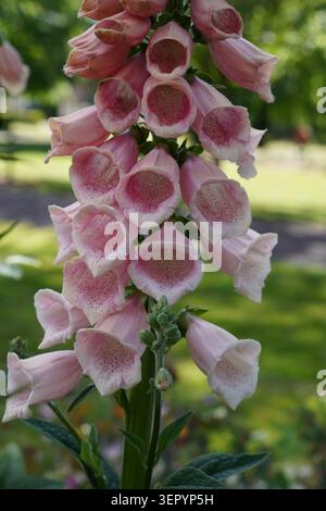 gros plan de fleurs de foxglove dans les jardins du parc. grandes plantes à fleurs avec des pétales roses et blancs en forme de cône Banque D'Images