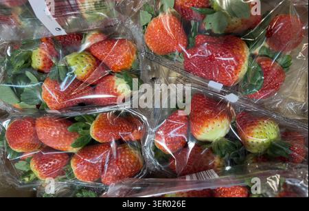 13.02.2026, Allemagne, Brême, Brême - fraises dans un emballage plastique dans un supermarché en hiver. 00A260213D002CAROEX.JPG [AUTORISATION DU MODÈLE : NON, CORRECT Banque D'Images