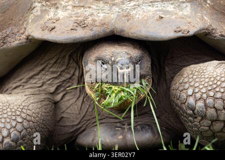 15.12.2024, Equateur, Îles Galapagos, Santa Cruz - Une tortue géante des Galapagos mange de l'herbe. 00S241215D210CAROEX.JPG [AUTORISATION DU MODÈLE : NON APPLICABLE, PR Banque D'Images