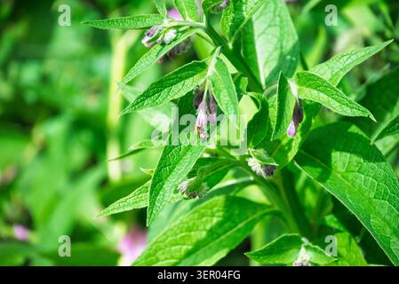 Plante verte avec des fleurs en forme de cloche violette et texturée laisse Une petite abeille sur un fond de feuillage vert luxuriant fleuri Garden Europe Banque D'Images