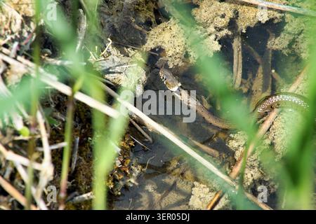 Serpent d'herbe, espèce de serpent, Natrix natrix, Colubridae, serpents, non venimeux, jeune Banque D'Images
