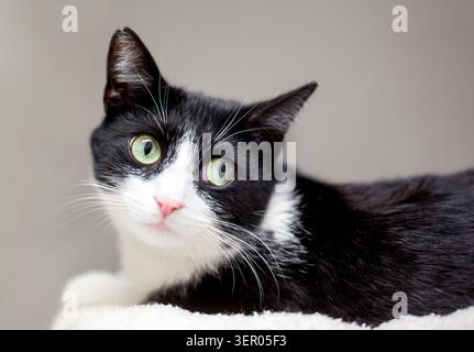Un chat noir et blanc court couché et regardant sur le côté Banque D'Images