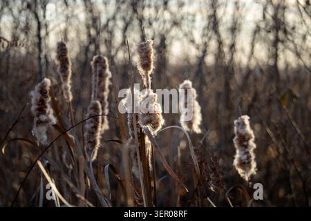 Les marshalnds du Kansas perdent leur peluche à l'automne alors que l'automne passe à l'hiver. Banque D'Images