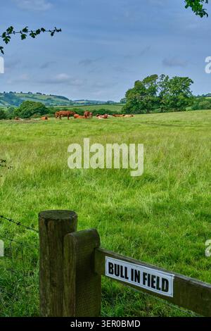 Bull dans le panneau de champ et vaches dans le champ sur les Wintles, Bishop's Castle, Shropshire Banque D'Images