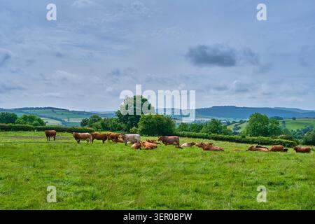 Les vaches sont déposées sur les Wintles, Bishop's Castle, Shropshire Banque D'Images