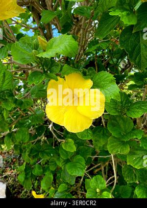 Gros plan d'un buisson hibiscus jaune. Banque D'Images