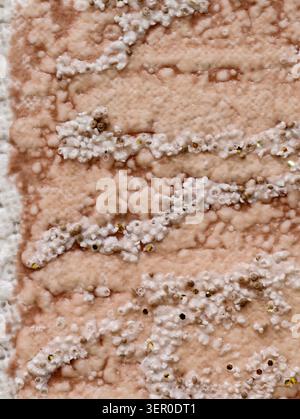 Vue macro montrant des dépôts irréguliers de sel cristallin et des croûtes minérales sur une surface poreuse beige. La composition révèle des stries blanches en couches Banque D'Images