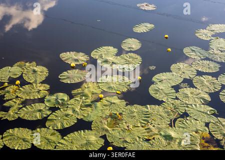 Une vue en grand angle de nénuphars jaunes et de grands nénuphars verts couverts de gouttes de pluie, flottant sur une rivière calme ou la surface d'un étang qui réf magnifiquement Banque D'Images