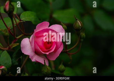 Gros plan d'une rose arbuste en fleurs avec des pétales roses doux. Banque D'Images